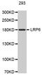 LDL Receptor Related Protein 6 antibody, MBS125161, MyBioSource, Western Blot image 