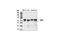 3-Phosphoinositide Dependent Protein Kinase 1 antibody, 3062P, Cell Signaling Technology, Western Blot image 