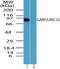 Leucine Rich Repeat Containing 32 antibody, TA337028, Origene, Western Blot image 