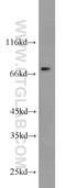 Dipeptidyl Peptidase 3 antibody, 10650-1-AP, Proteintech Group, Western Blot image 