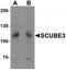 Signal peptide, CUB and EGF-like domain-containing protein 3 antibody, TA320150, Origene, Western Blot image 