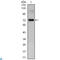 Clock Circadian Regulator antibody, LS-C812549, Lifespan Biosciences, Immunofluorescence image 