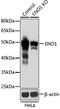 Enolase 1 antibody, LS-C331216, Lifespan Biosciences, Western Blot image 