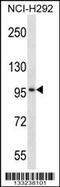 Midline 2 antibody, 57-170, ProSci, Western Blot image 