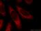 RELB Proto-Oncogene, NF-KB Subunit antibody, 25027-1-AP, Proteintech Group, Immunofluorescence image 