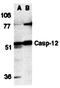 Caspase-12 antibody, orb74425, Biorbyt, Western Blot image 