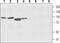 Sodium/calcium exchanger 2 antibody, PA5-77563, Invitrogen Antibodies, Western Blot image 