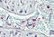 Pleckstrin antibody, MBS242351, MyBioSource, Immunohistochemistry frozen image 