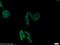 NFU1 iron-sulfur cluster scaffold homolog, mitochondrial antibody, 25598-1-AP, Proteintech Group, Immunofluorescence image 
