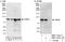 Phosphatidylinositol 4-Kinase Beta antibody, NBP2-12814, Novus Biologicals, Immunoprecipitation image 