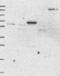CCD36 antibody, NBP1-91760, Novus Biologicals, Western Blot image 