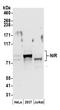 NOC2 Like Nucleolar Associated Transcriptional Repressor antibody, A304-530A, Bethyl Labs, Western Blot image 