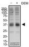 Solute Carrier Family 7 Member 11 antibody, NB300-317, Novus Biologicals, Western Blot image 