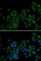 Sphingosine Kinase 1 antibody, orb49084, Biorbyt, Immunofluorescence image 
