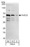 PHD Finger Protein 23 antibody, A302-321A, Bethyl Labs, Western Blot image 