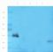 c-met antibody, orb382916, Biorbyt, Western Blot image 