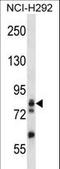 Adducin 3 antibody, LS-C156080, Lifespan Biosciences, Western Blot image 