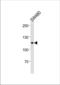 hMSH2 antibody, TA324411, Origene, Western Blot image 