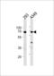 X-Ray Repair Cross Complementing 6 antibody, LS-C160674, Lifespan Biosciences, Western Blot image 