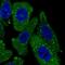 TPD52 Like 2 antibody, NBP2-13468, Novus Biologicals, Immunofluorescence image 