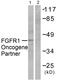 FGFR1 Oncogene Partner antibody, LS-C118446, Lifespan Biosciences, Western Blot image 