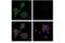 Phospholipase C Gamma 2 antibody, 55512S, Cell Signaling Technology, Immunofluorescence image 