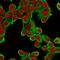 Keratin 18 antibody, NBP2-33176, Novus Biologicals, Immunocytochemistry image 