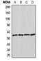 Heat Shock Protein Family A (Hsp70) Member 14 antibody, LS-C354176, Lifespan Biosciences, Western Blot image 