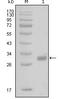 Par1 antibody, LS-C171423, Lifespan Biosciences, Western Blot image 