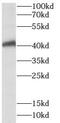 Spermatogenesis Associated 22 antibody, FNab08162, FineTest, Western Blot image 