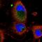 NEDD4 Binding Protein 2 Like 2 antibody, NBP2-32624, Novus Biologicals, Immunofluorescence image 