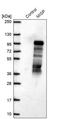 Mitotic Spindle Positioning antibody, PA5-61995, Invitrogen Antibodies, Western Blot image 