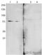 Outer Dense Fiber Of Sperm Tails 2 antibody, ab43840, Abcam, Western Blot image 