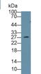 Clathrin Light Chain A antibody, LS-C663279, Lifespan Biosciences, Western Blot image 