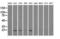 Dihydrofolate Reductase antibody, LS-C114640, Lifespan Biosciences, Western Blot image 
