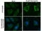 Autophagy Related 9B antibody, GTX132439, GeneTex, Immunocytochemistry image 