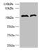 TRNA Isopentenyltransferase 1 antibody, CSB-PA867142LA01HU, Cusabio, Western Blot image 