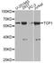 ADAMTS-like protein 2 antibody, A13364, ABclonal Technology, Western Blot image 