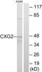 Gap Junction Protein Gamma 2 antibody, A30695, Boster Biological Technology, Western Blot image 