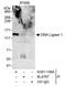 DNA Ligase 1 antibody, A301-136A, Bethyl Labs, Immunoprecipitation image 