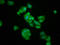 Kinesin Associated Protein 3 antibody, LS-C671141, Lifespan Biosciences, Immunofluorescence image 