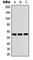 Zinc Finger Protein 76 antibody, abx121824, Abbexa, Western Blot image 