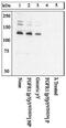 Fibroblast Growth Factor Receptor 1 antibody, 44-1140G, Invitrogen Antibodies, Western Blot image 