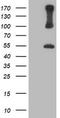 Proteasome 26S Subunit, Non-ATPase 2 antibody, TA503221S, Origene, Western Blot image 