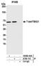 CD27 Molecule antibody, A700-110, Bethyl Labs, Immunoprecipitation image 