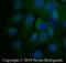 VPS26, Retromer Complex Component A antibody, NBP2-75922, Novus Biologicals, Immunofluorescence image 