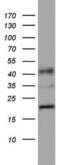 Peptidyl-prolyl cis-trans isomerase H antibody, MA5-26600, Invitrogen Antibodies, Western Blot image 