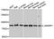 Janus Kinase And Microtubule Interacting Protein 1 antibody, A5178, ABclonal Technology, Western Blot image 