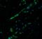 BCL9 Like antibody, 6213, ProSci, Immunofluorescence image 
