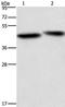 Caspase 9 antibody, TA321308, Origene, Western Blot image 